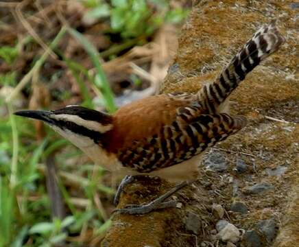 Image of Rufous-backed Wren