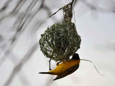 Image of African Masked Weaver