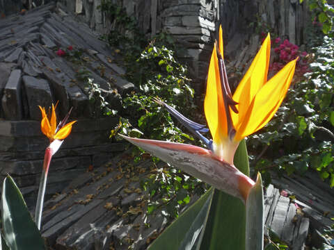 Image of Bird of paradise plant