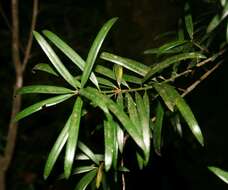 Image of Broad-leaved Yellowwood