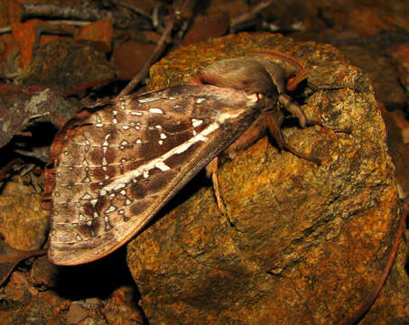 Image of Oxycanus australis Walker 1856