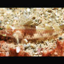 Image of Psammogobius pisinnus