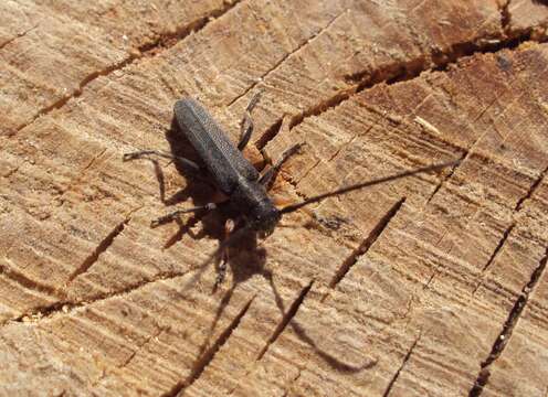 Image of Umbellifer Longhorn