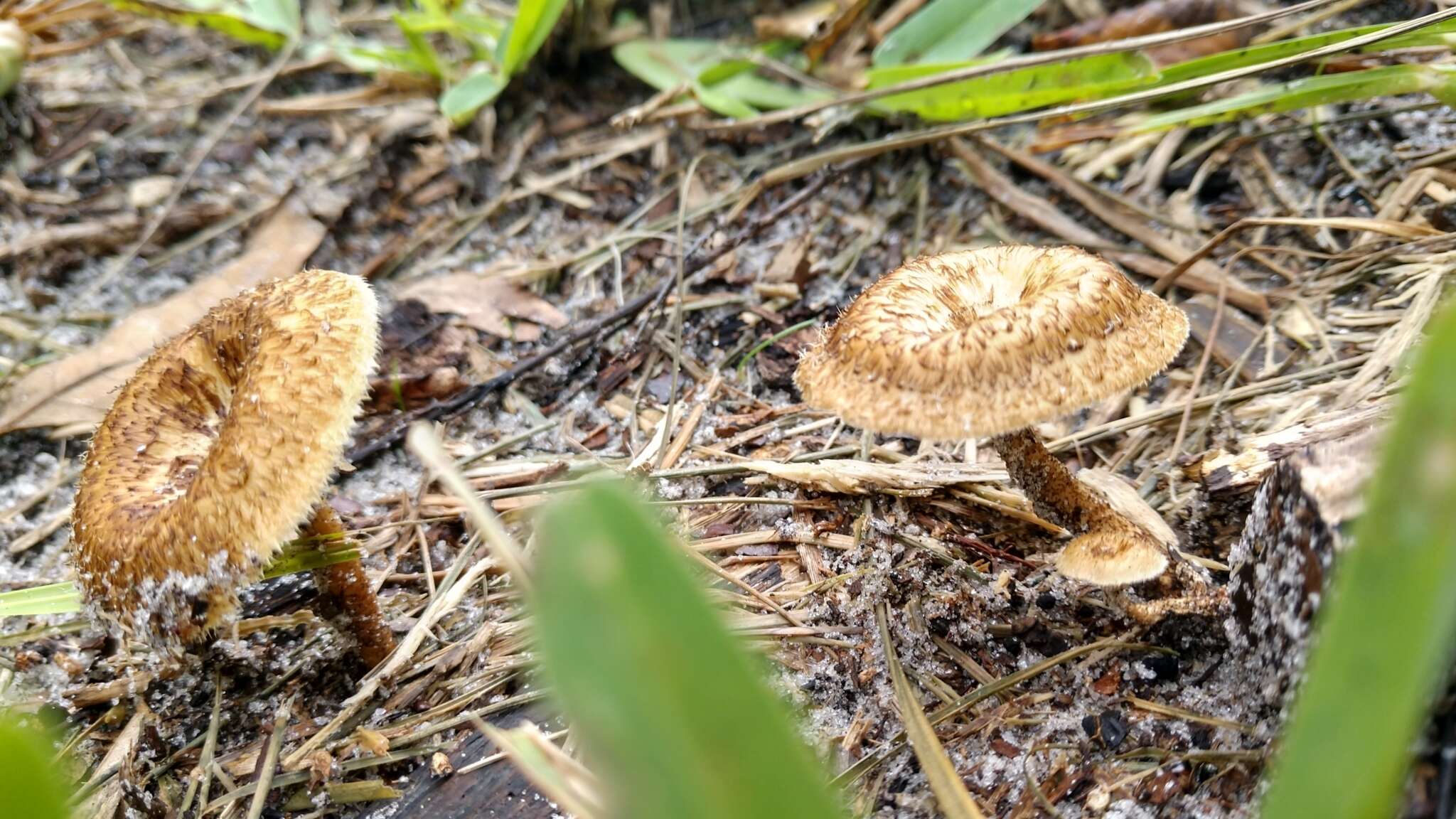 Image of Lentinus