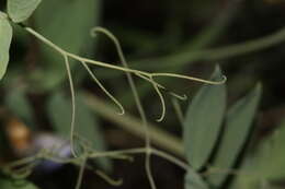 Image of fewflower pea