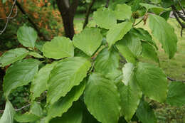 Image of flowering dogwood