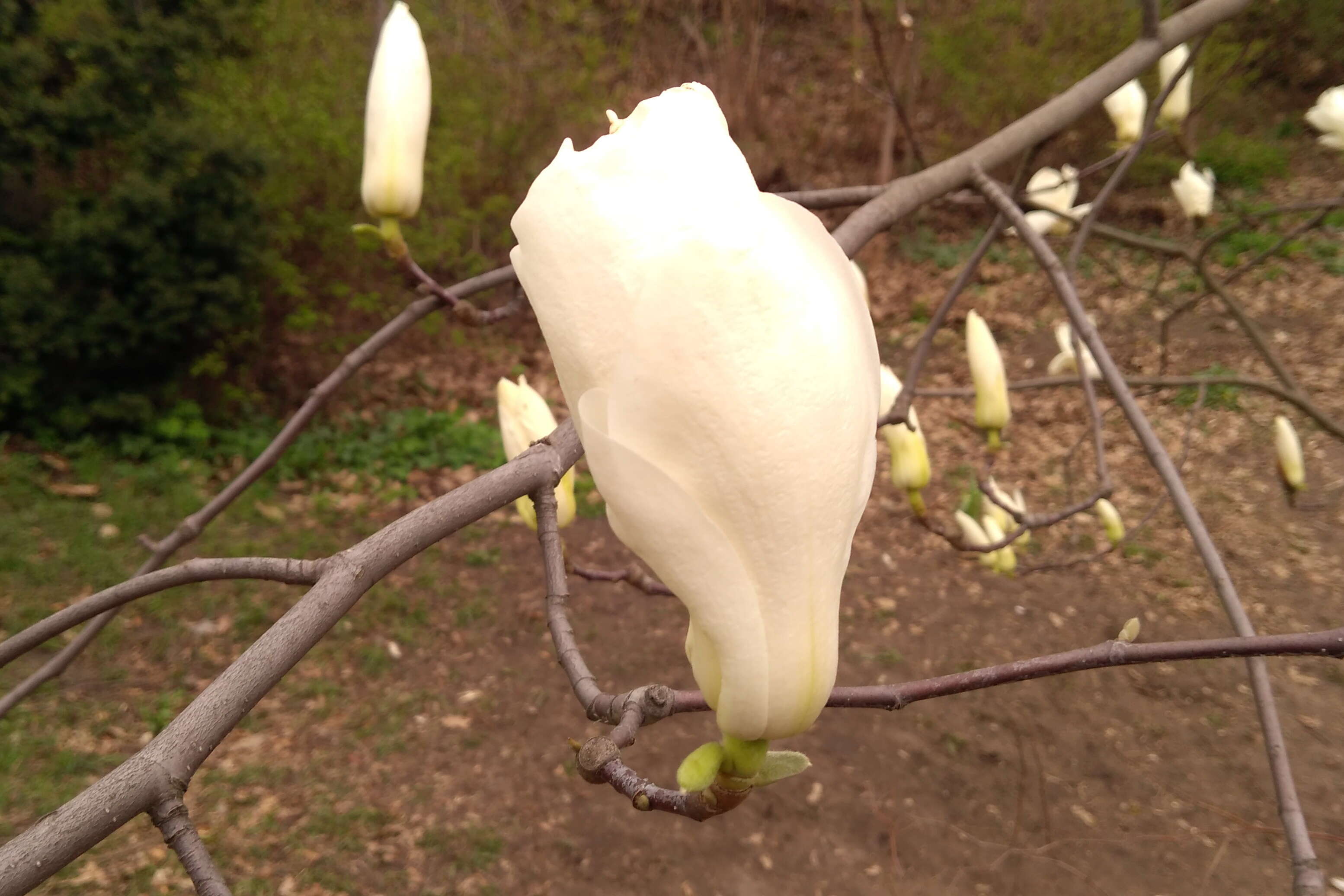 Image of Lily Tree