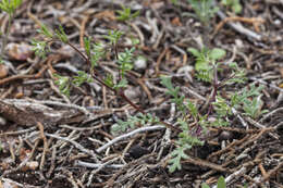 Image de Phacelia ivesiana Torr.