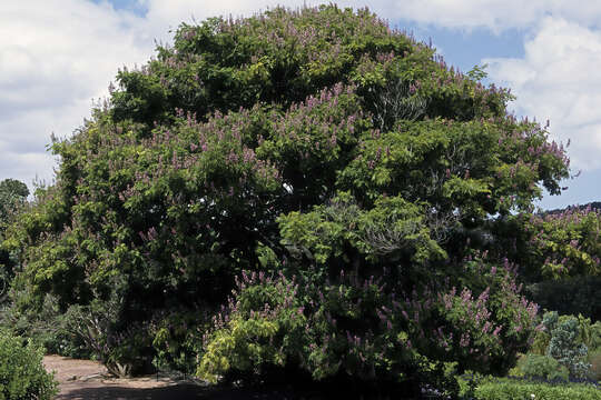 Image de Millettia grandis (E. Mey.) Skeels