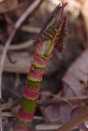 Image of Japanese Knotweed