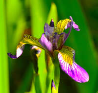 Image de blue flag iris versicolore