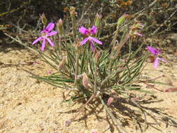 Image of Pelargonium coronopifolium Jacq.