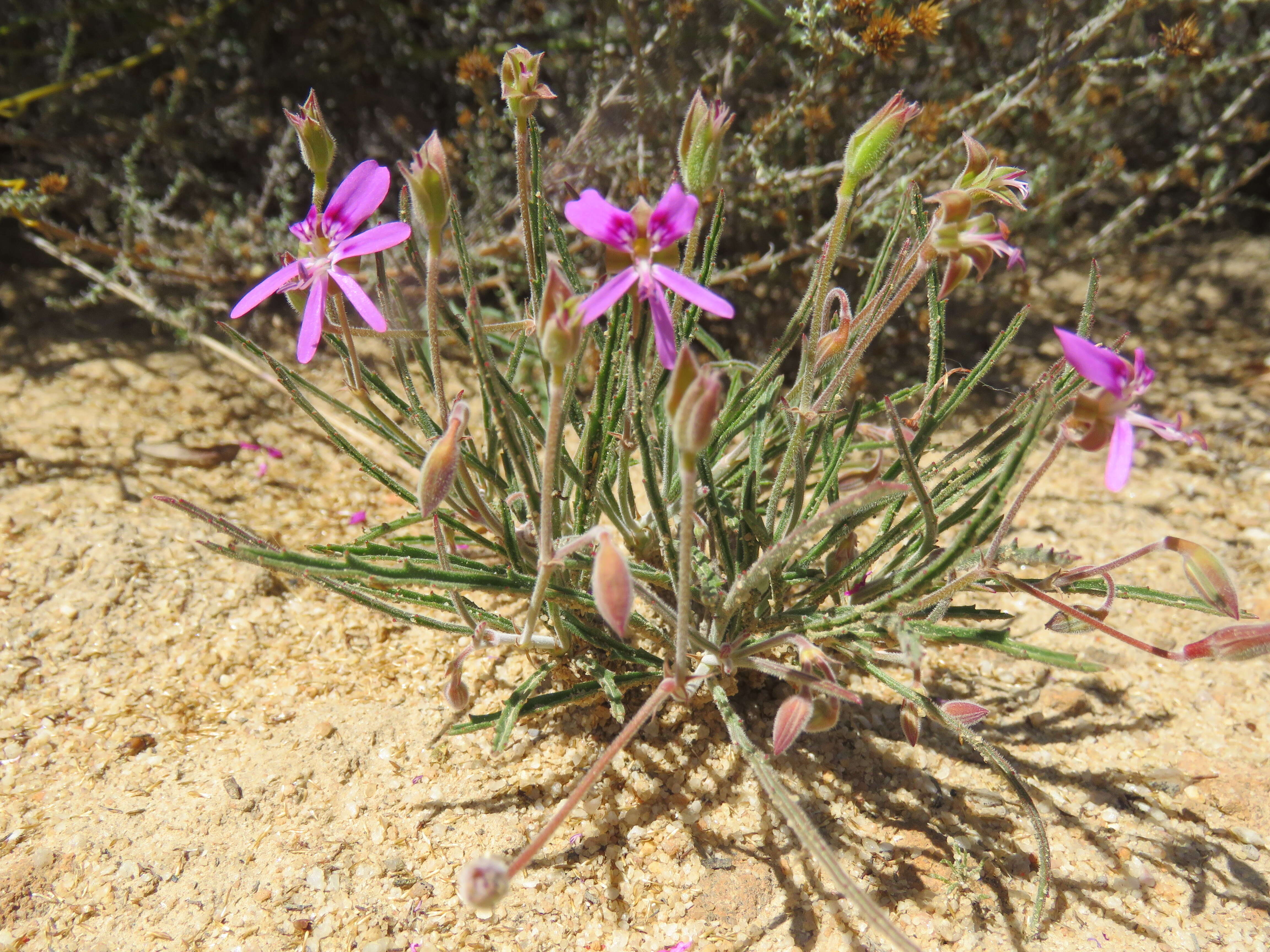 Image of Pelargonium coronopifolium Jacq.