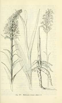 Image de Platanthera cristata (Michx.) Lindl.