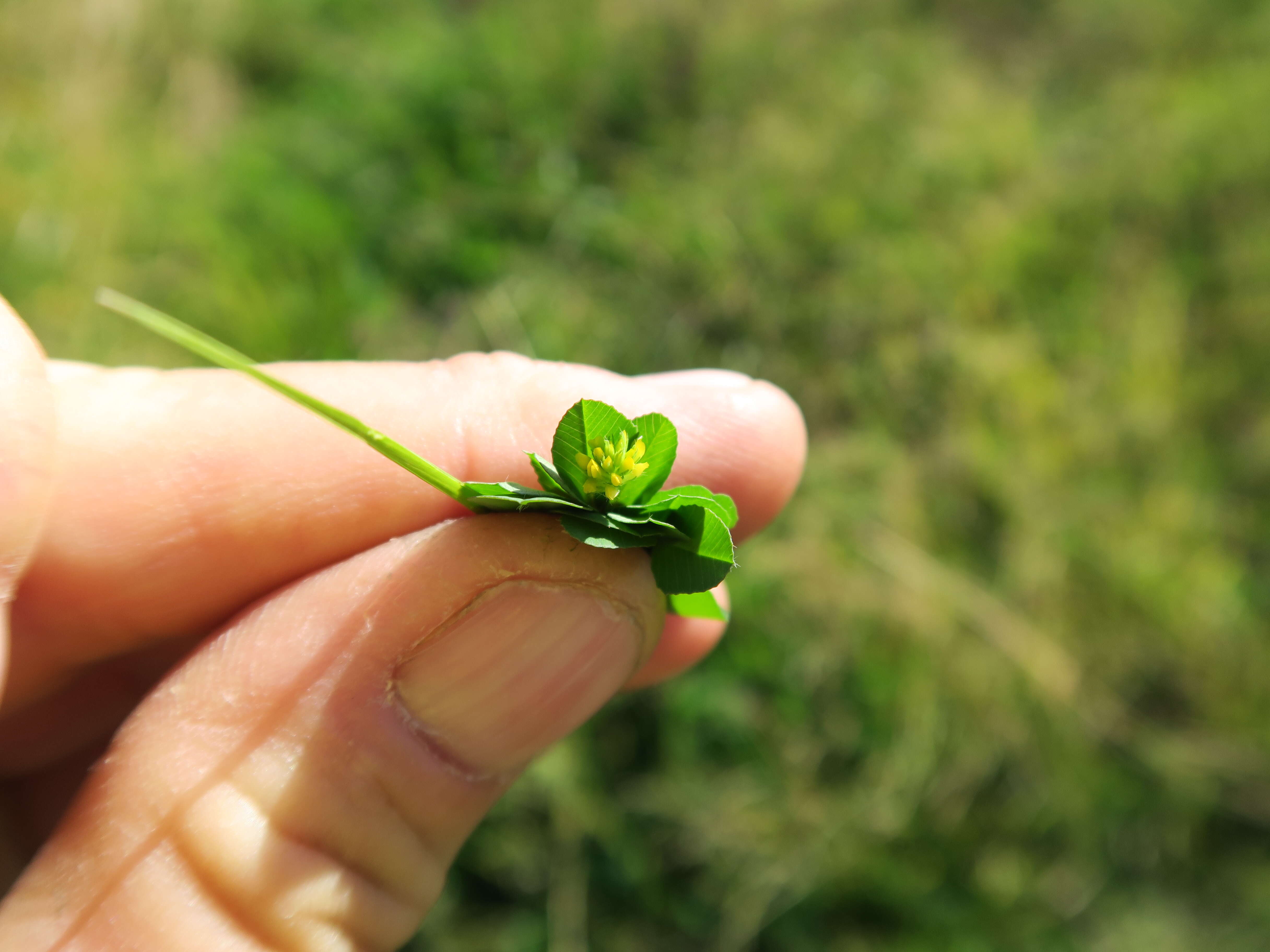 Image of burclover