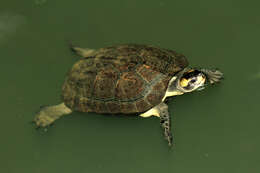 Image of Indian black turtle