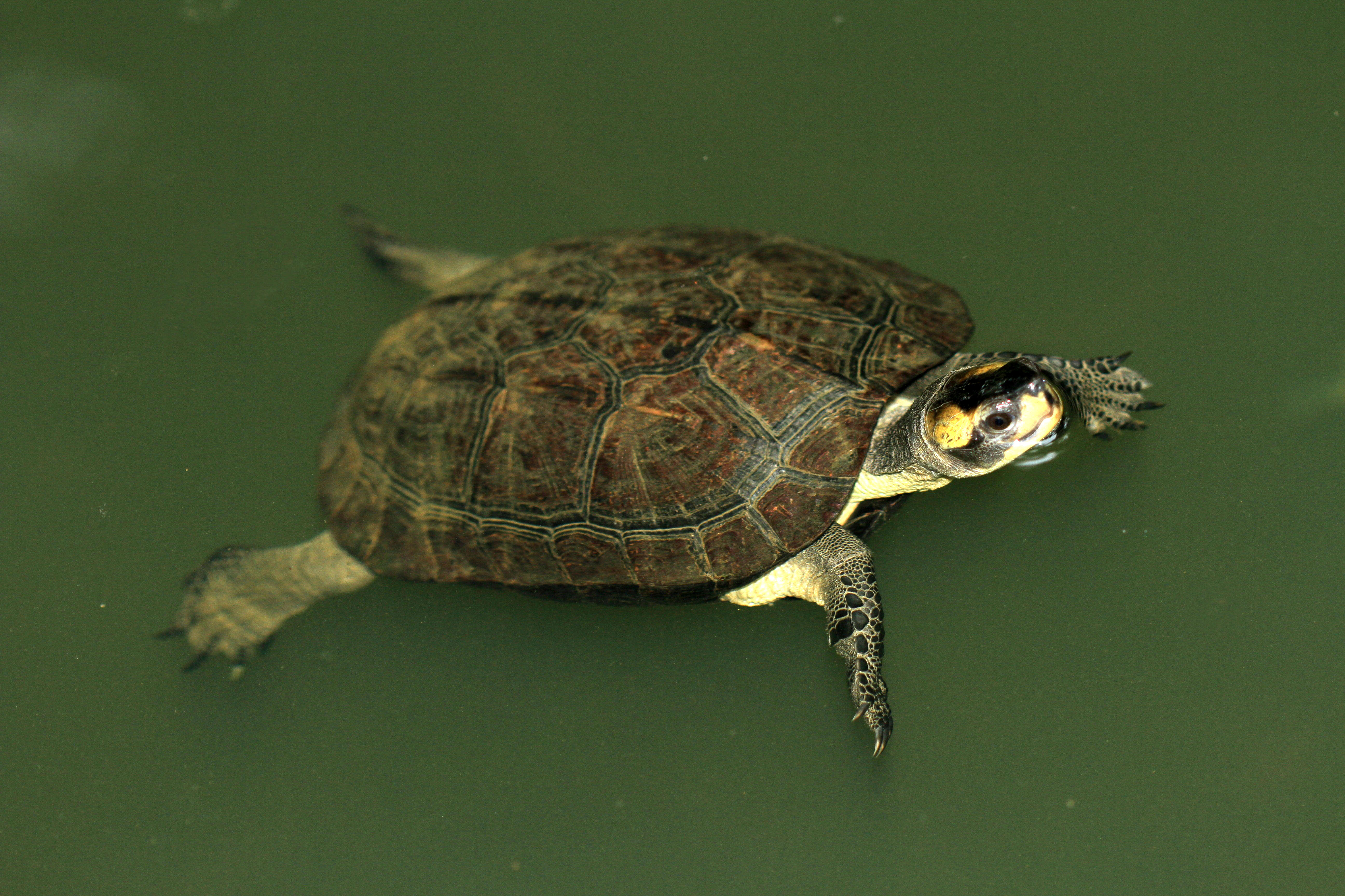 Plancia ëd Melanochelys trijuga (Schweigger 1812)