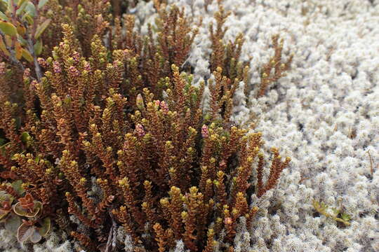 Image of Lepidothamnus laxifolius (Hook. fil.) Quinn