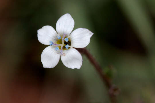 Image of shy gilia