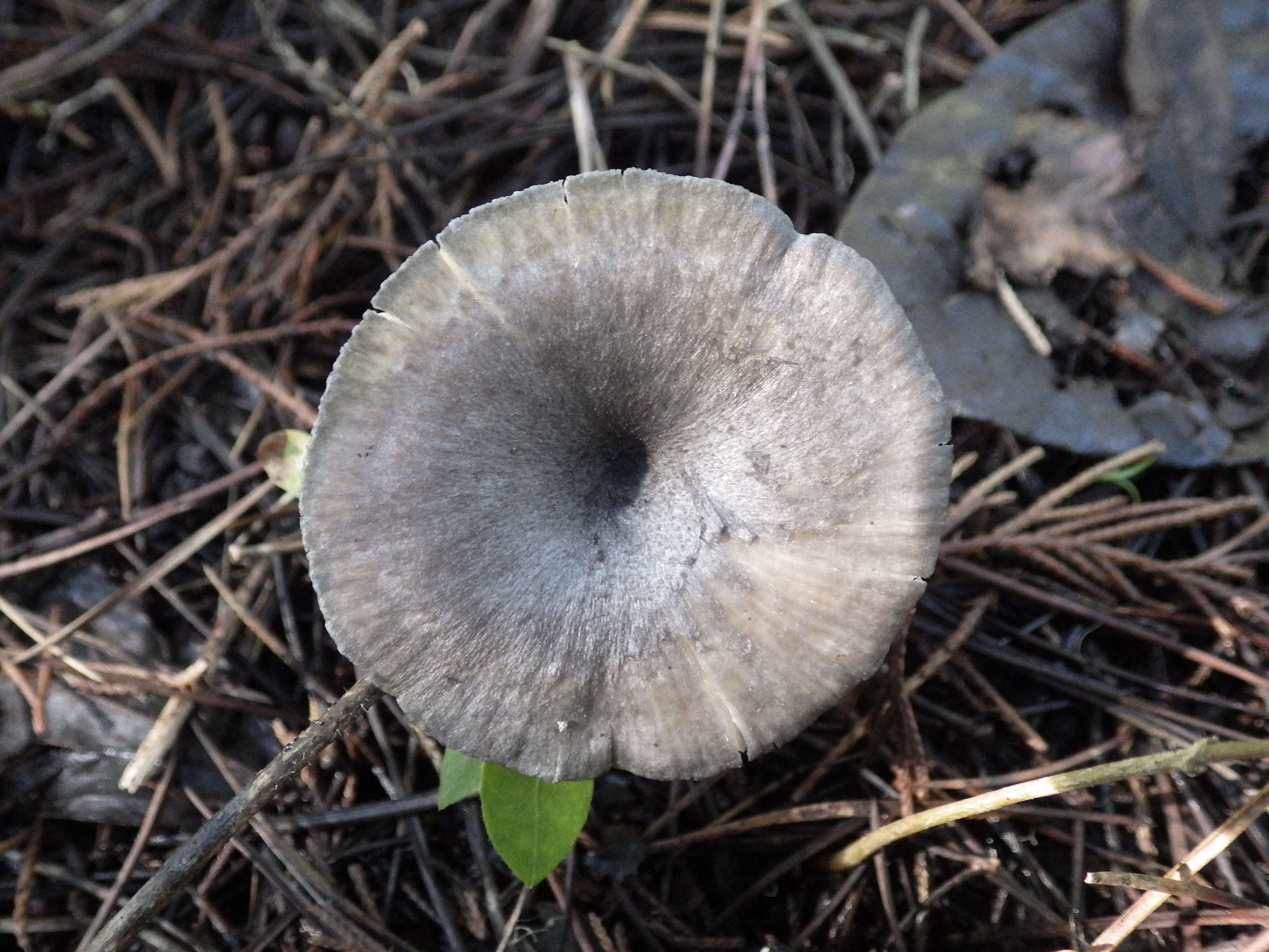 Image of Entoloma mougeotii (Fr.) Hesler 1967