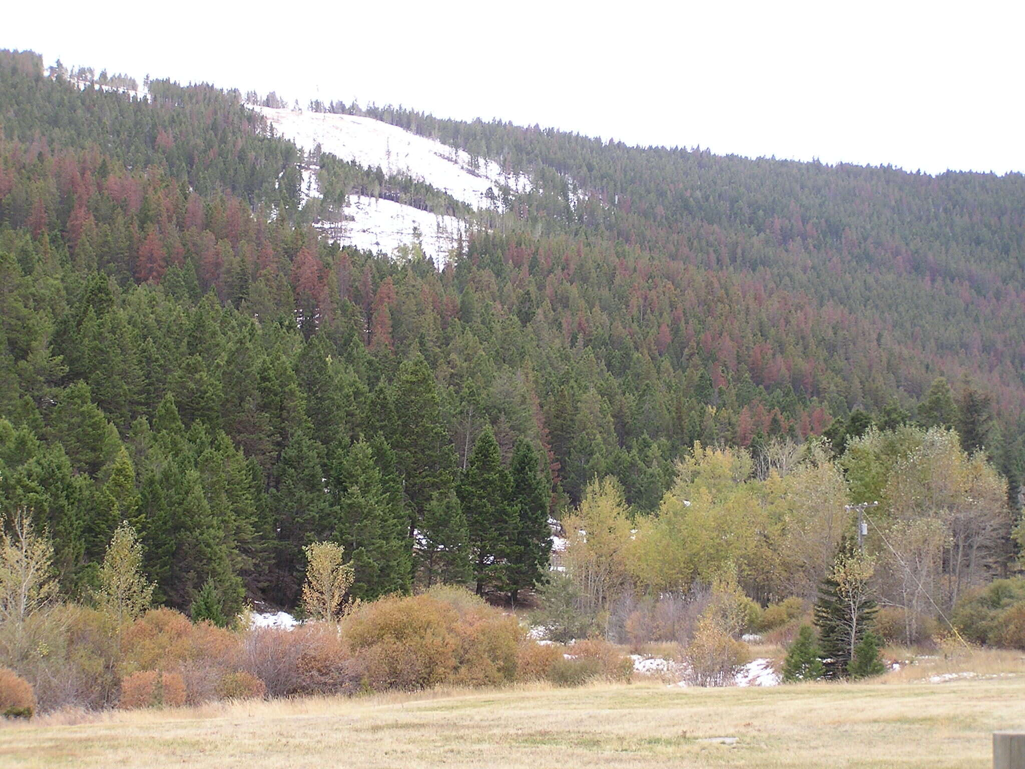 Image of Mountain Pine Beetle