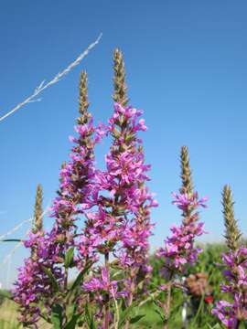 Plancia ëd Lythrum salicaria L.