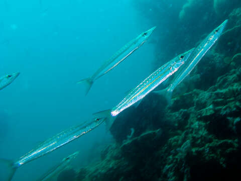 Image of Yellowtail barracuda