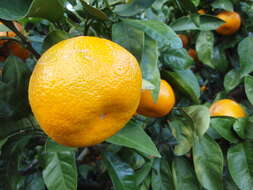 Image of Citrus unshiu