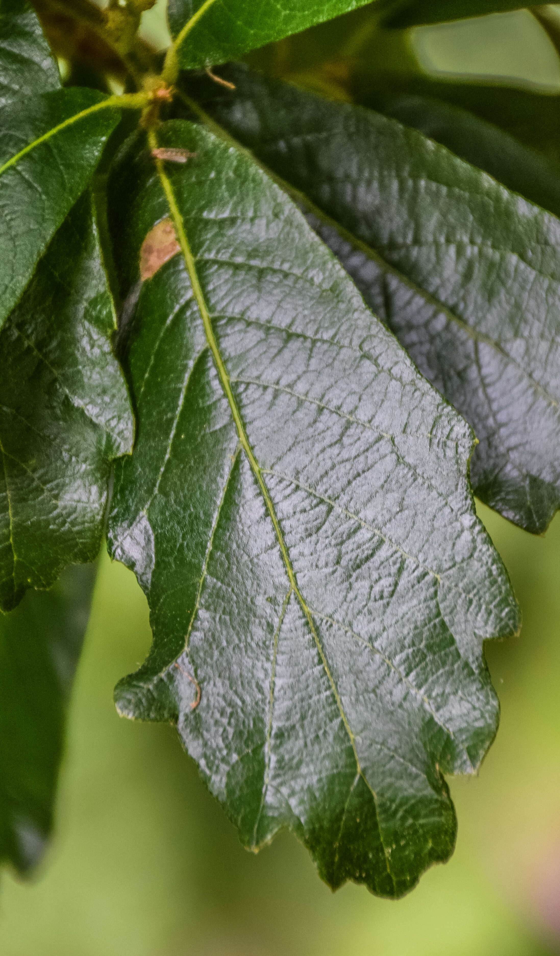 Слика од Quercus glabrescens Benth.