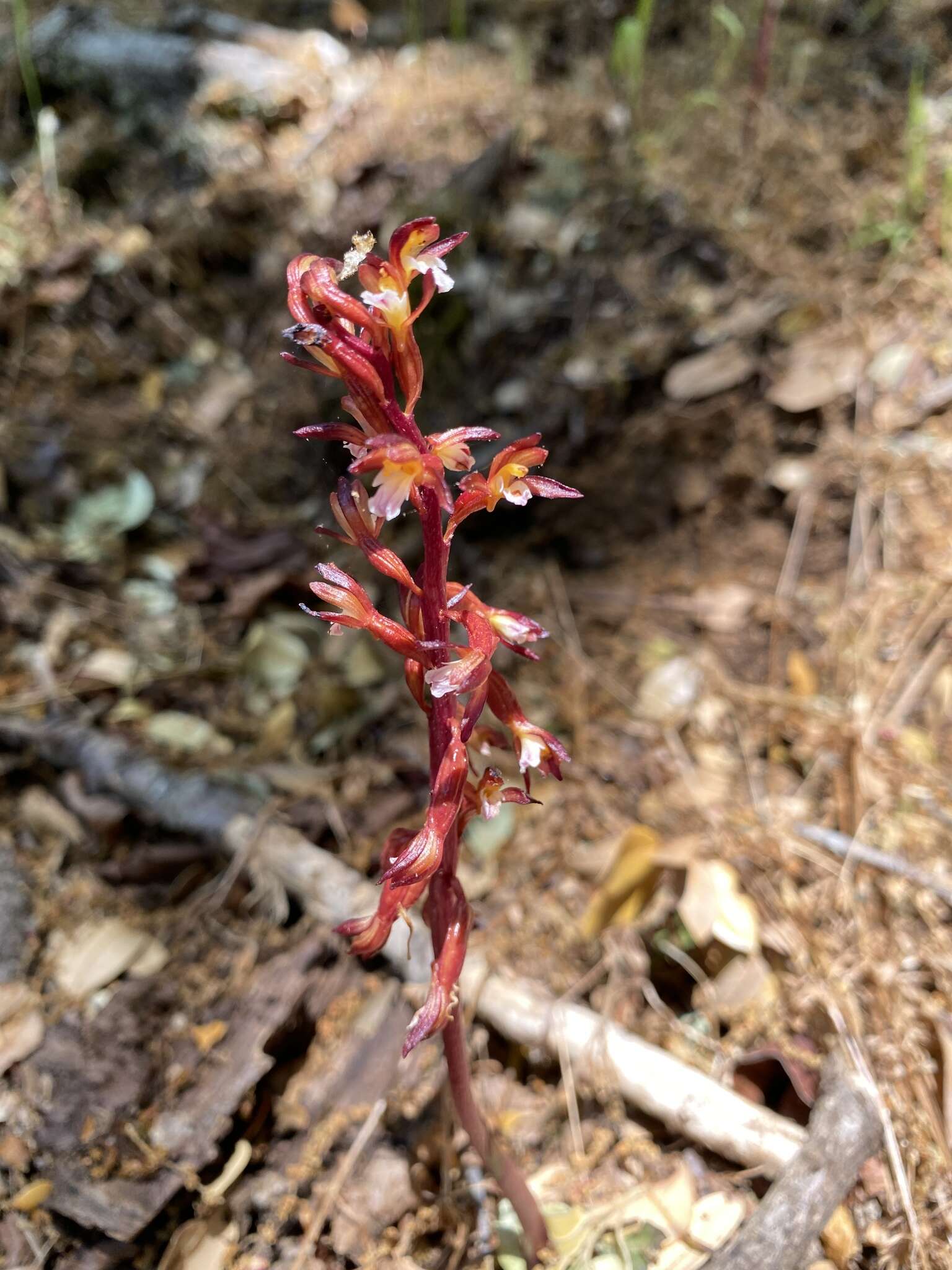 Image of Spotted coralroot