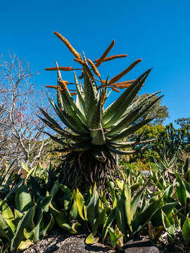 Image of Mountain aloe