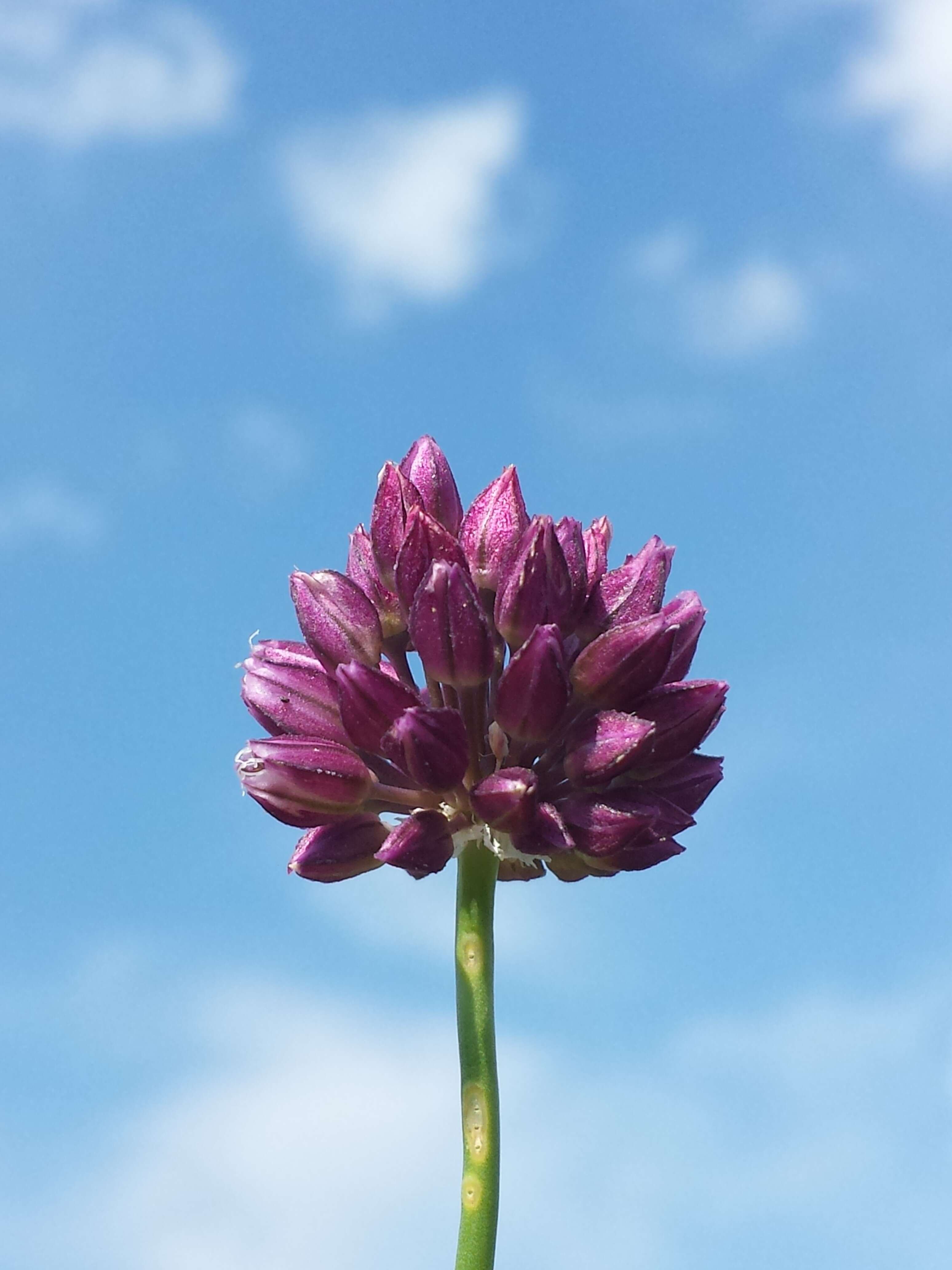 Image of sand leek