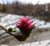 Image of Dahurian Larch