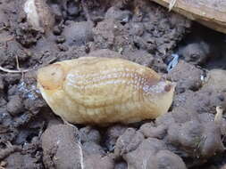 Image of Shelled slug