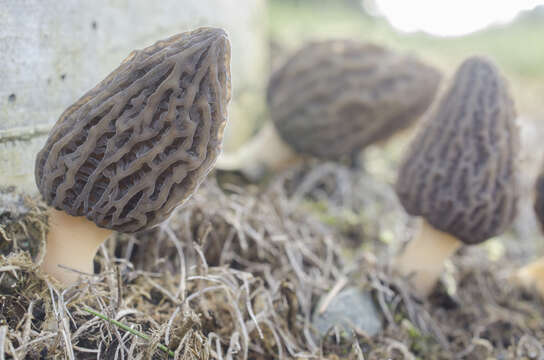 Image of Morchella importuna M. Kuo, O'Donnell & T. J. Volk 2012