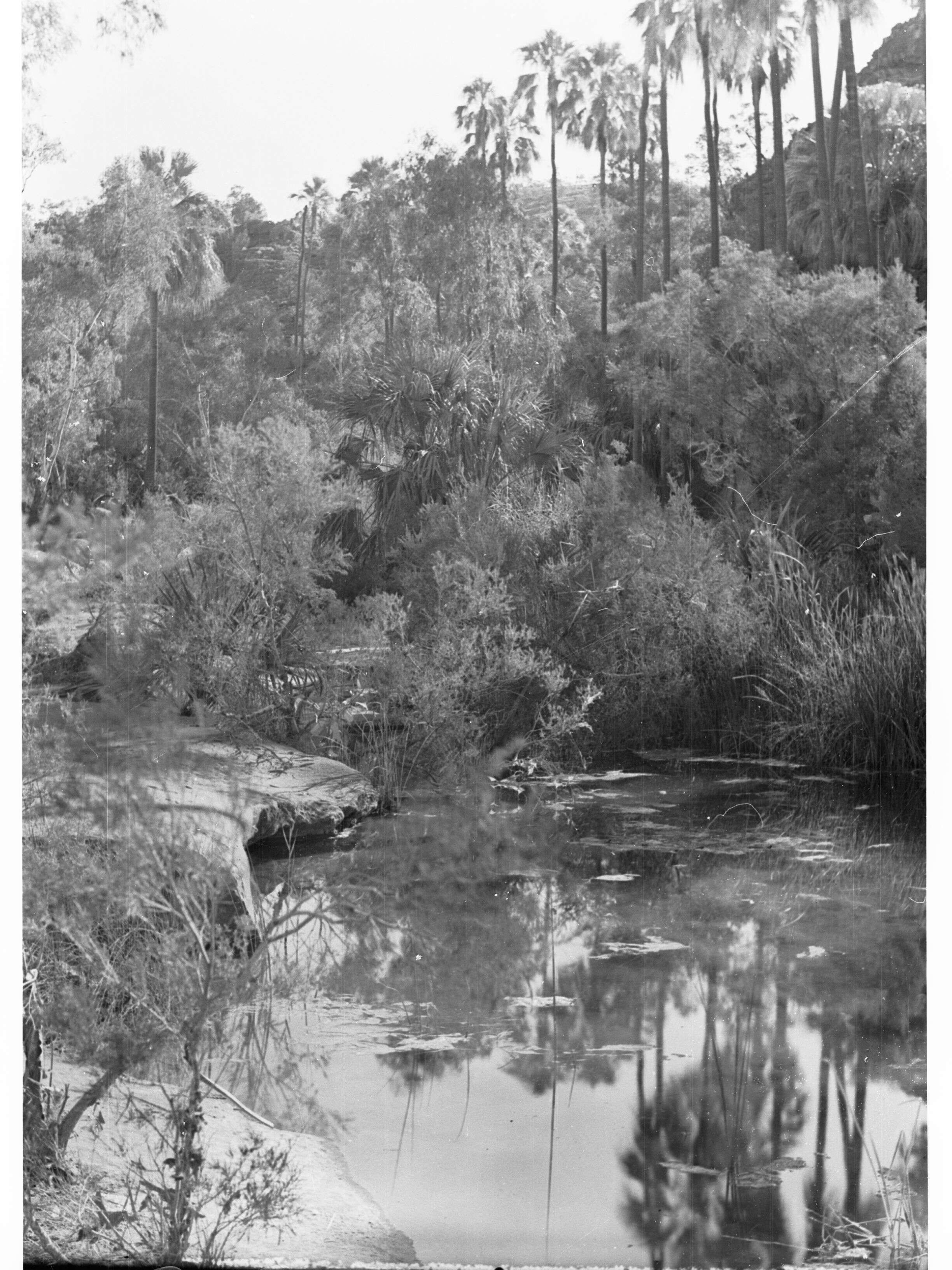 Image of Central Australian Cabbage Palm