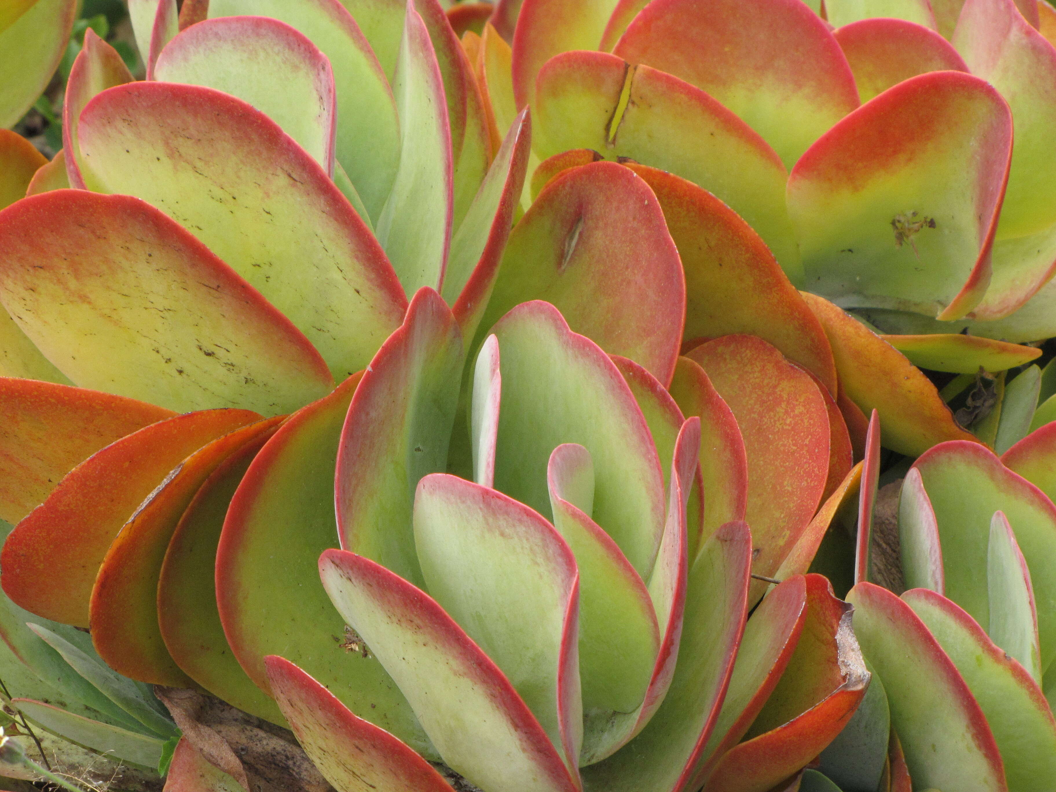 Image of Kalanchoe luciae