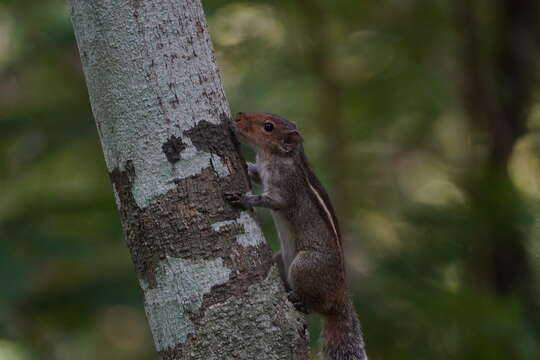 Image of Indian palm squirrel