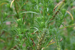 Image of rayless alkali aster