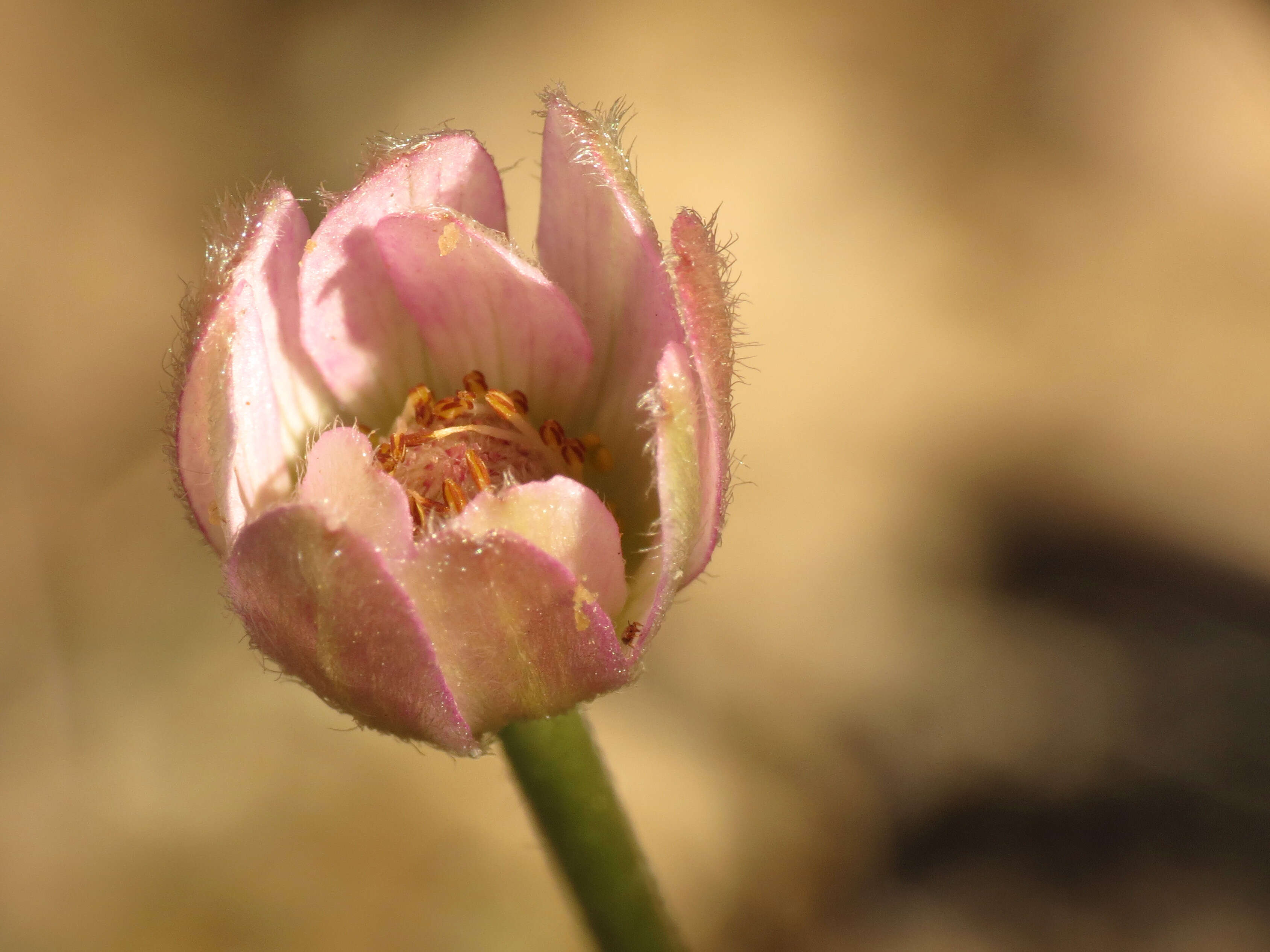 Image of tuber anemone