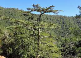 Image of Cyprus Cedar