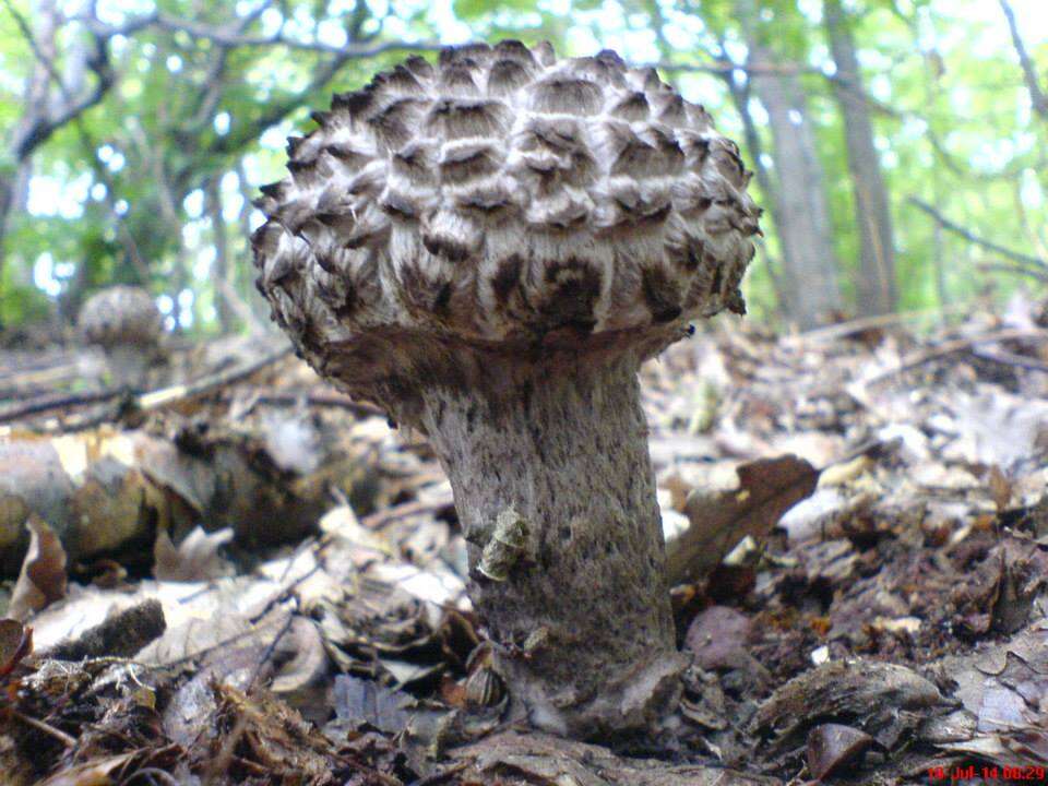 Слика од Strobilomyces strobilaceus (Scop.) Berk. 1851