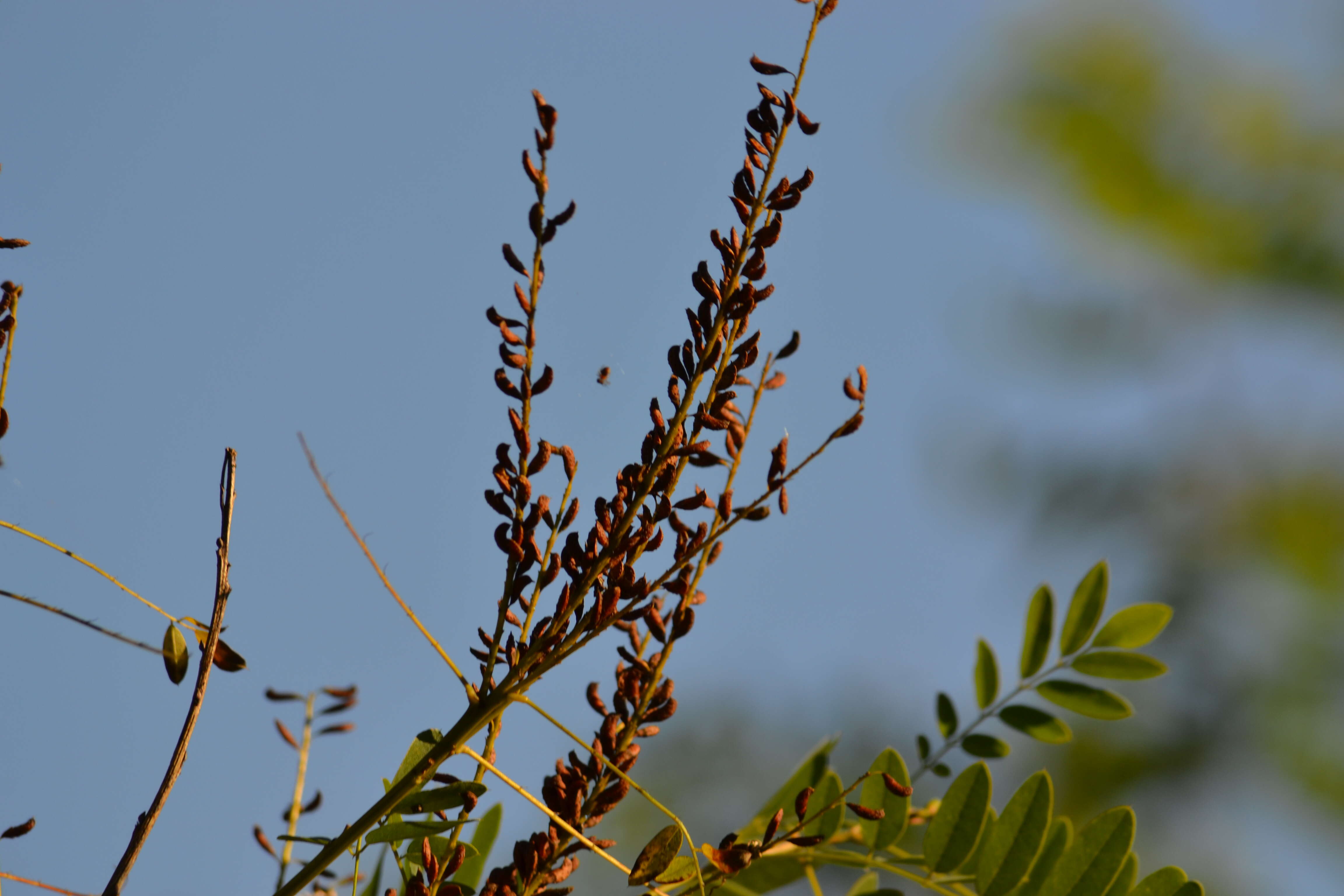 Imagem de Amorpha fruticosa L.