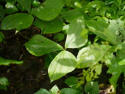 صورة Dioscorea hispida Dennst.