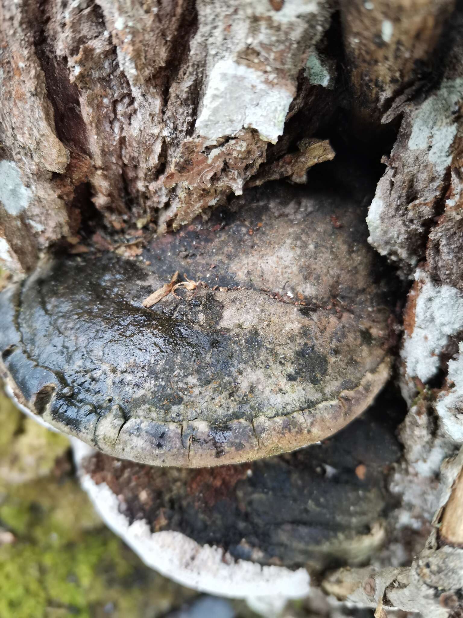 Phellinus igniarius (L.) Quél. 1886 resmi