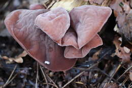 Image of ear fungus