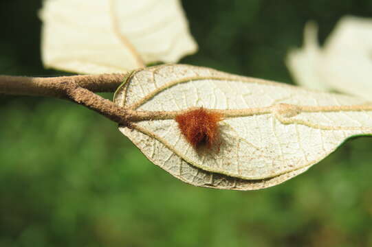 Image of Pterospermum reticulatum Wight & Arn.