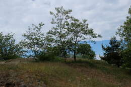 Image of black locust