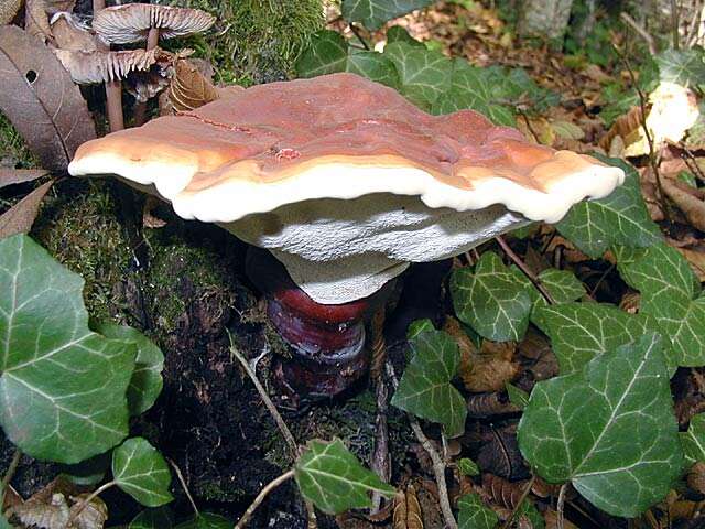 Image of lingzhi mushroom