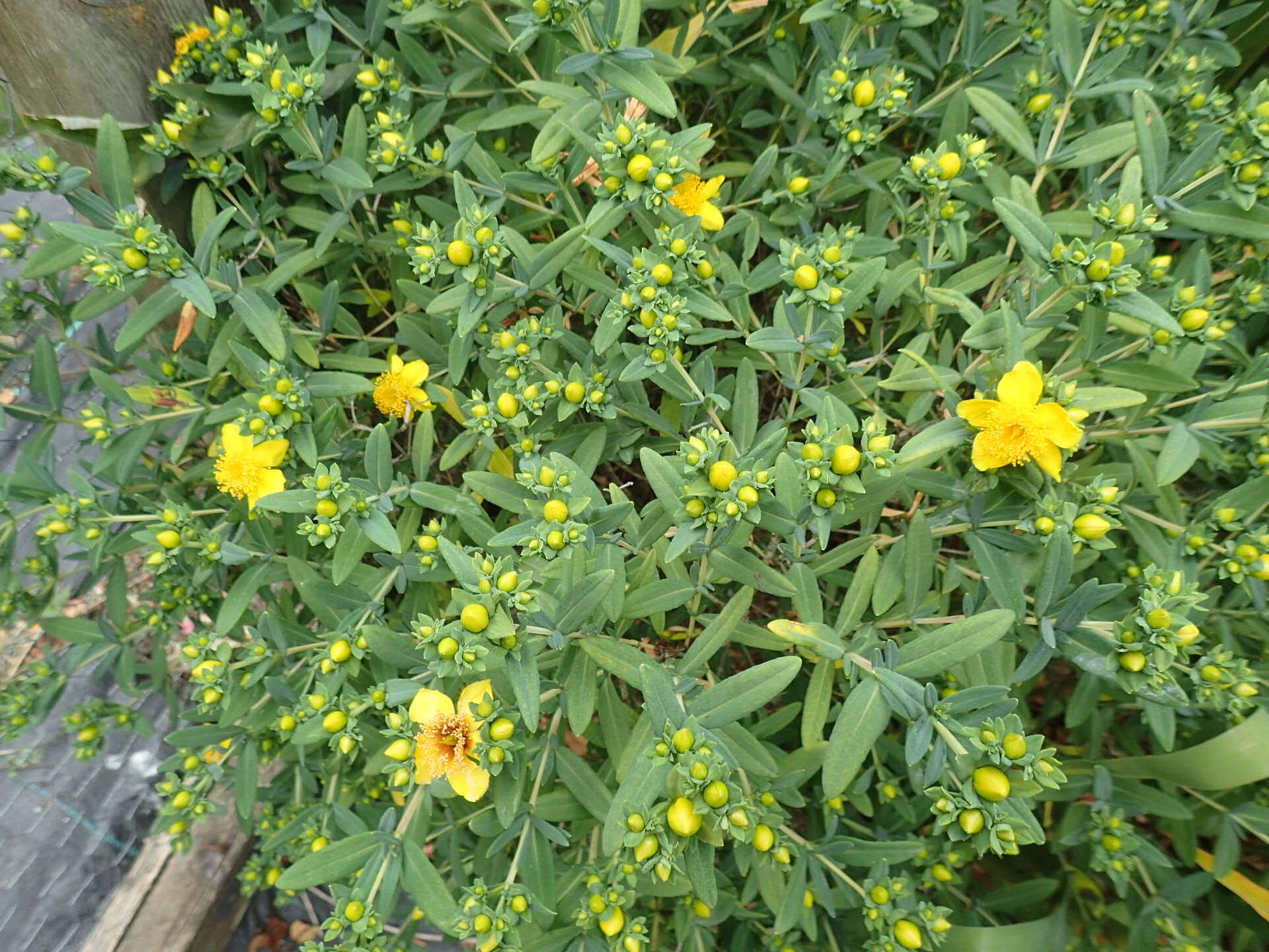 Image of Kalm's St. John's wort